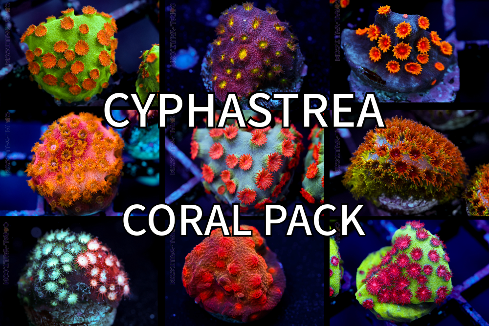 Cyphastrea Frag (4 Pack)
