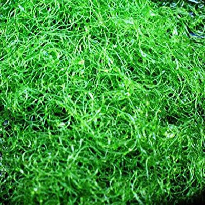 Macro Algae