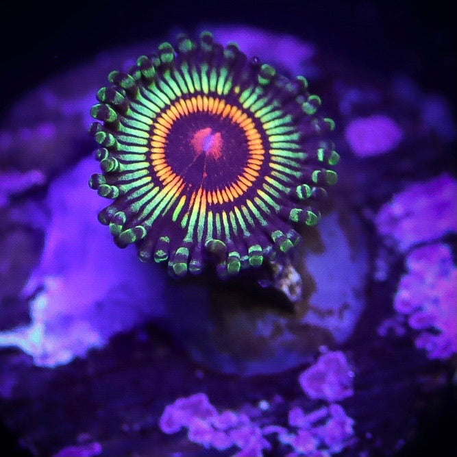 Zoanthids – Coral-Vault