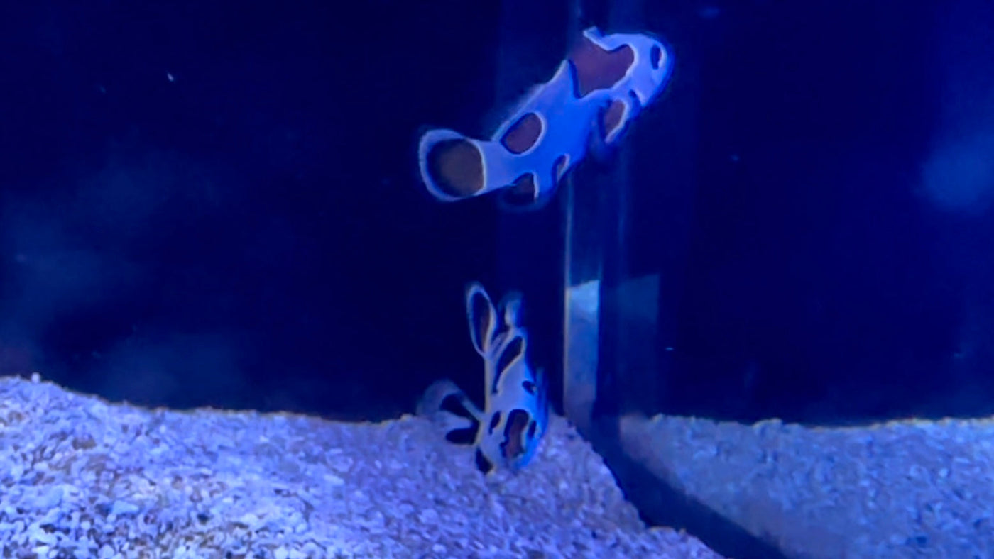 Pair Black Storm Clownfish (video)