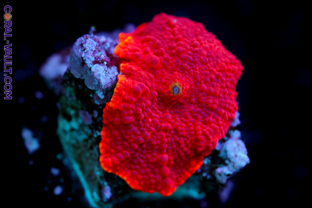 Red Lip Mushroom