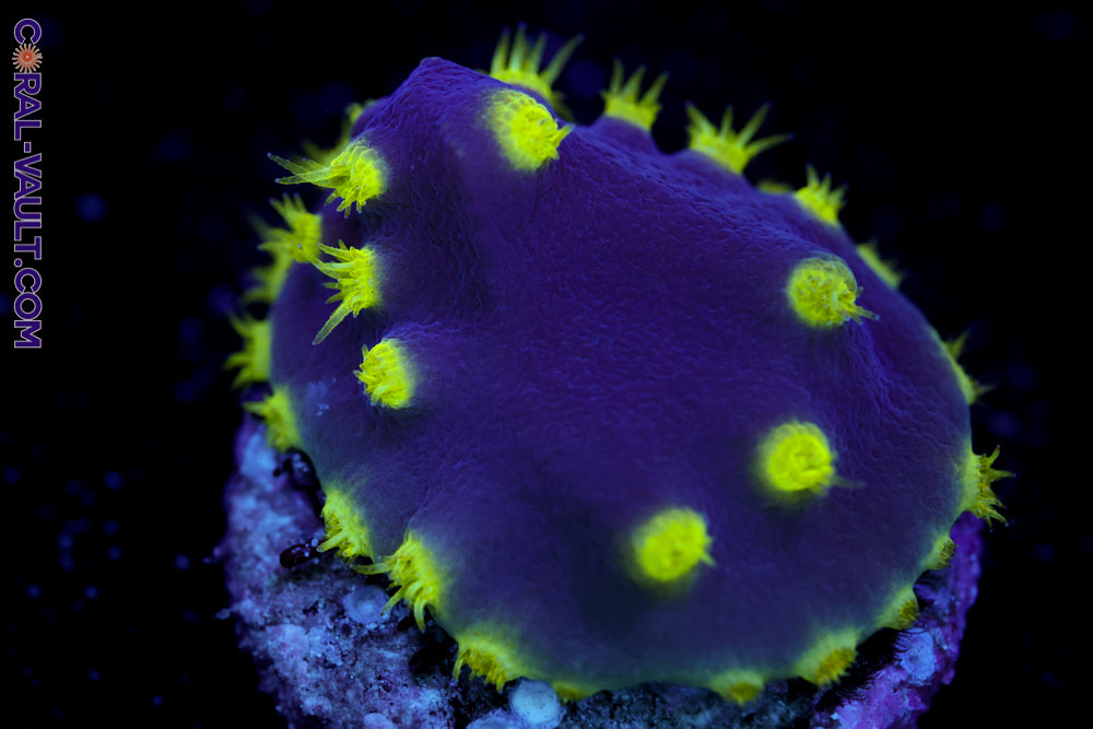 Toxic Scroll Coral