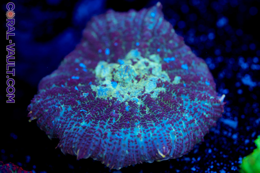 Blue Berry Rainbow Mushroom 2a