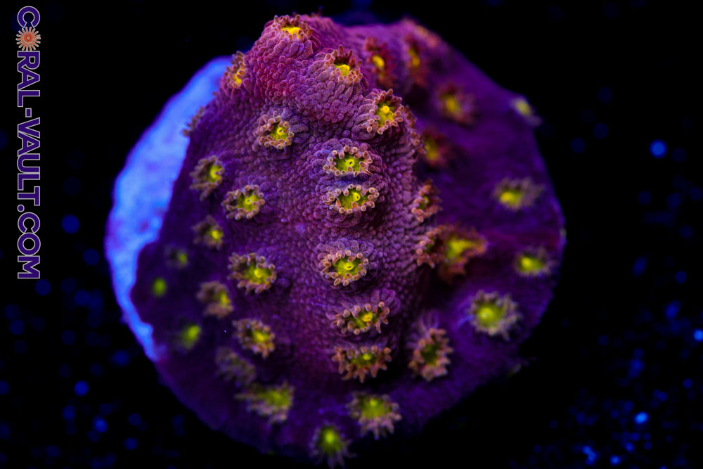 Bling Bling Cyphastrea 2a
