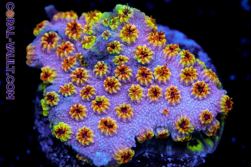 Skittles Bomb Cyphastrea 3a