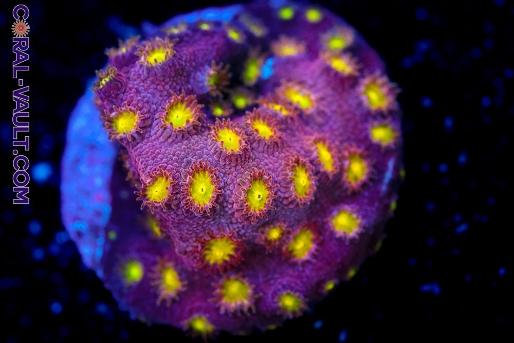Bling Bling Cyphastrea 3a