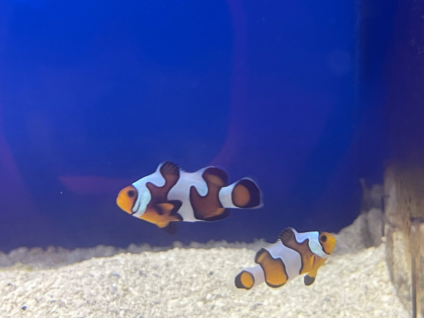DaVinci Extreme Clownfish Pair
