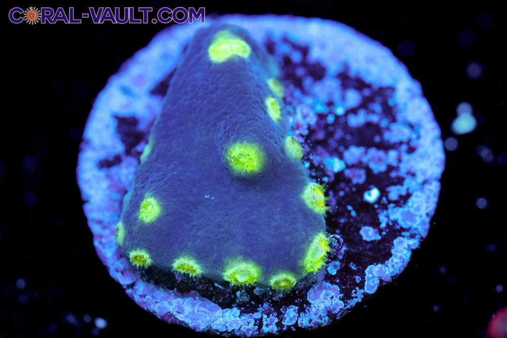 Neon Scroll Coral