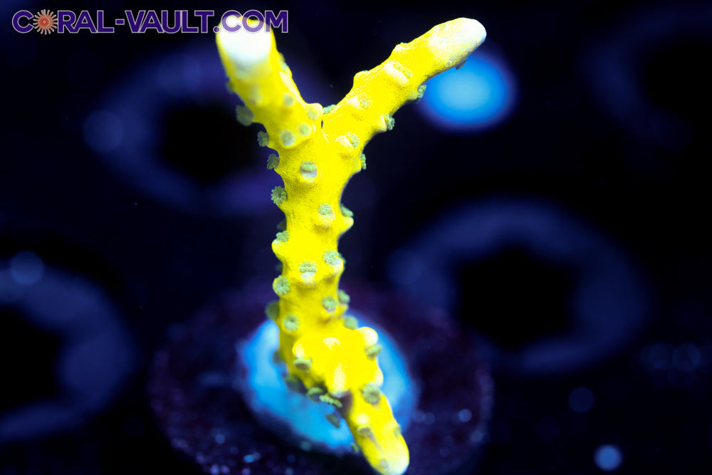 CC The Thing Anacropora 1a