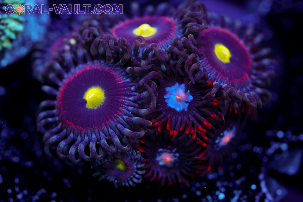 Pink Ring of Death + Mystique Combo Zoa