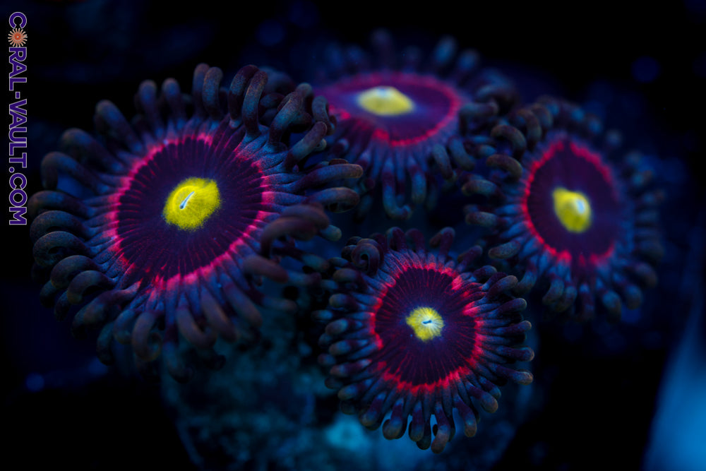 Pink Ring of Death Zoa