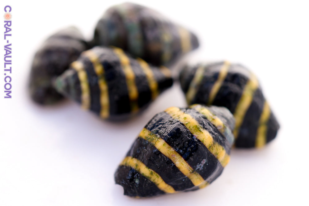 5 Bumble Bee Snails