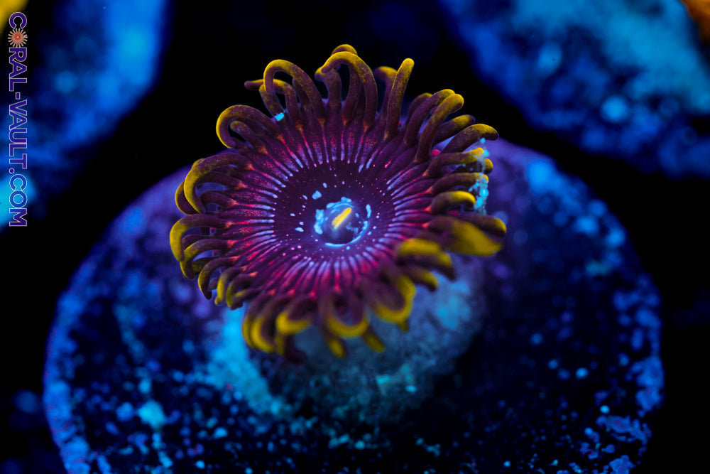 Black Orchid Zoa (Last one!)