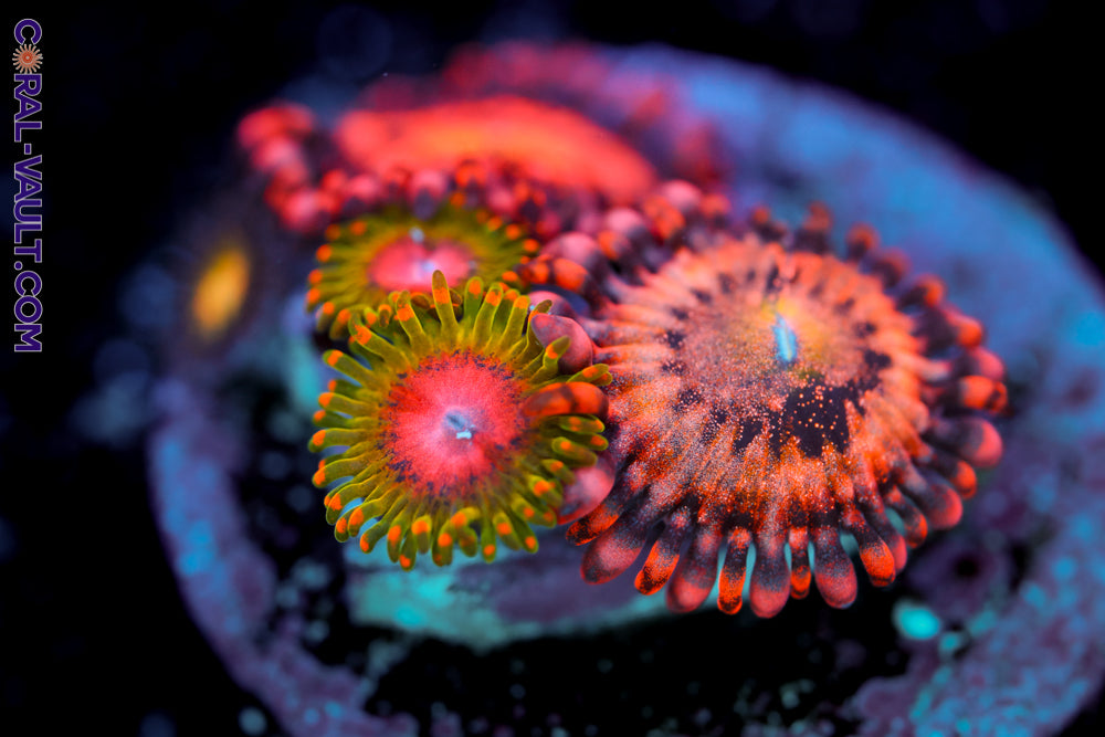 Awesome Blossom + JF Crybaby Zoa
