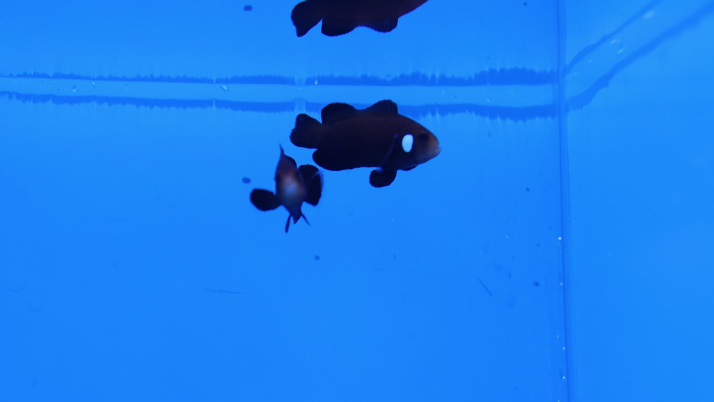Domino Clownfish (Pair)