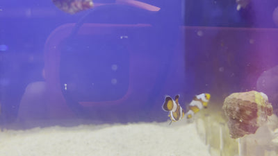 DaVinci Extreme Clownfish Pair