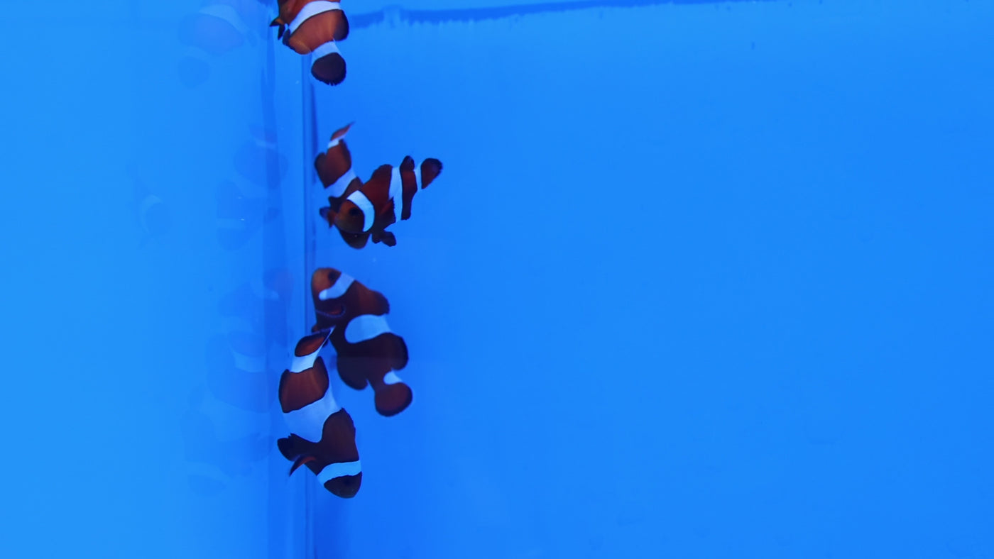 Ocellaris Clownfish (Single)