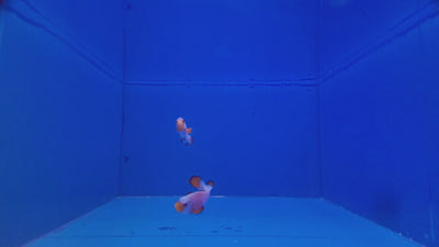 Flurry Clownfish (Pair)