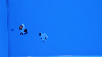 Wyoming White Clownfish (Pair)