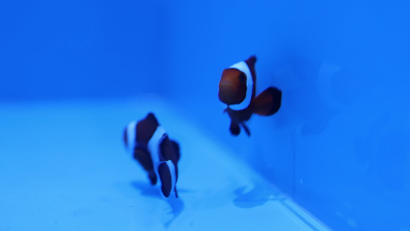 Black Photon Clownfish (Pair)