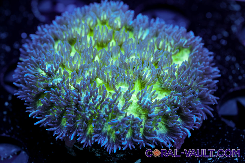 Hydnophora Coral
