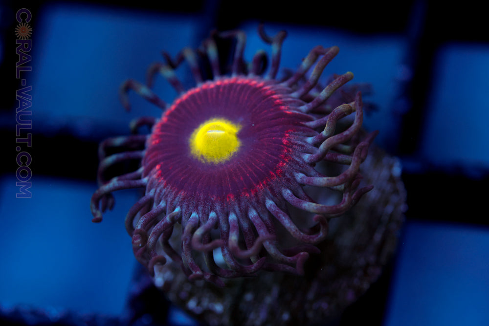 Pink Ring of Death Zoa