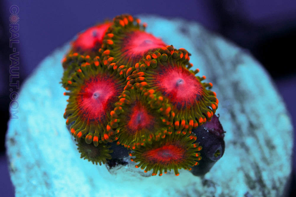 Awesome Blossoms Zoa