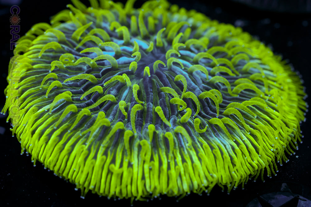 Neon Green Tip Plate Coral