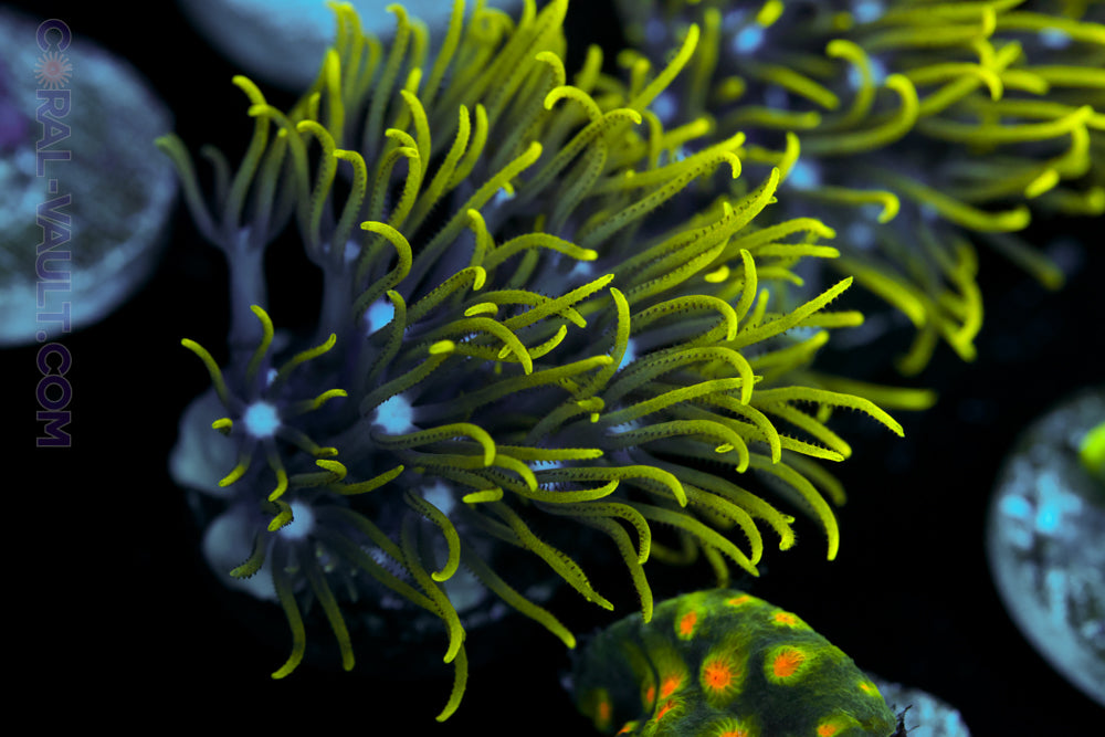 Star Polp Coral