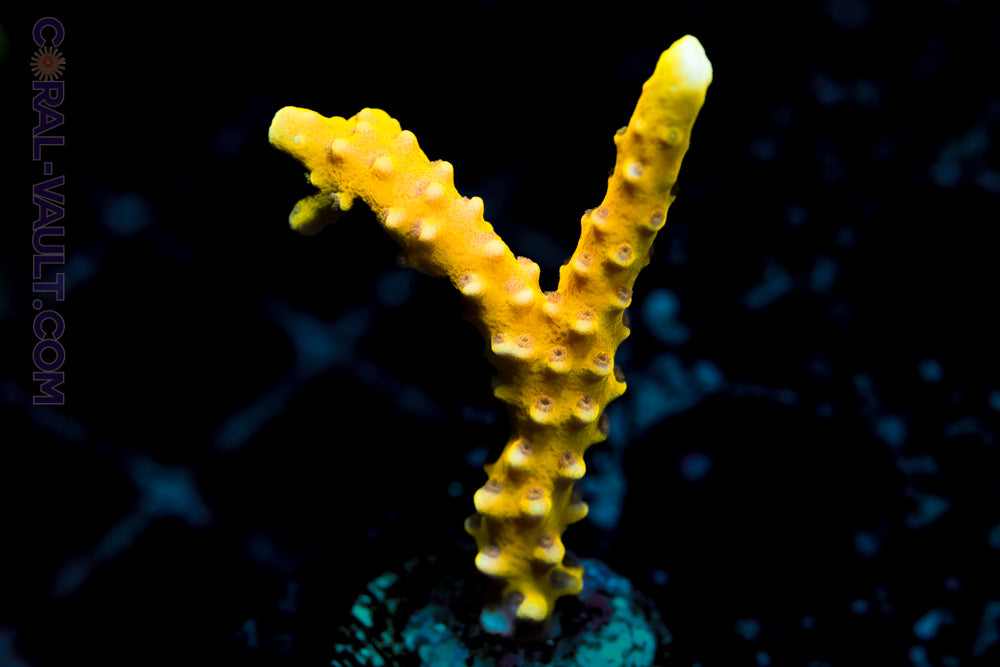 Golden Rod Anacropora