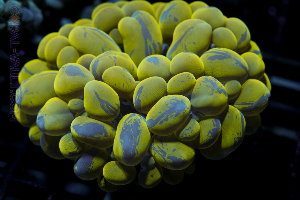 Toxic XL Bubble Coral ~4-5"
