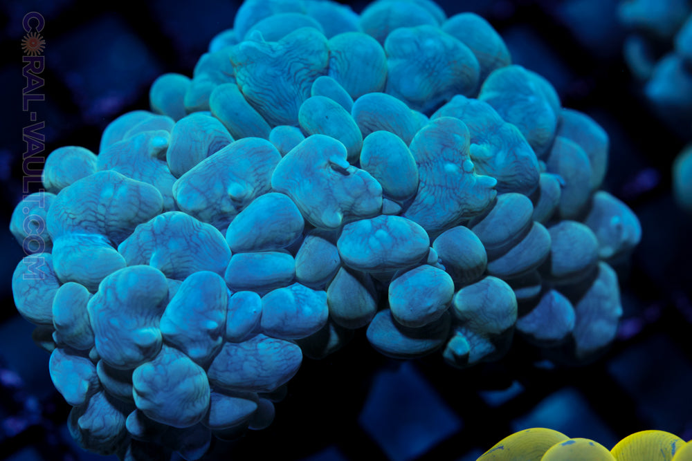 Blue Bubble Coral ~4"