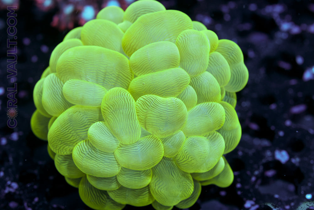 Toxic Bubble Coral Lrg
