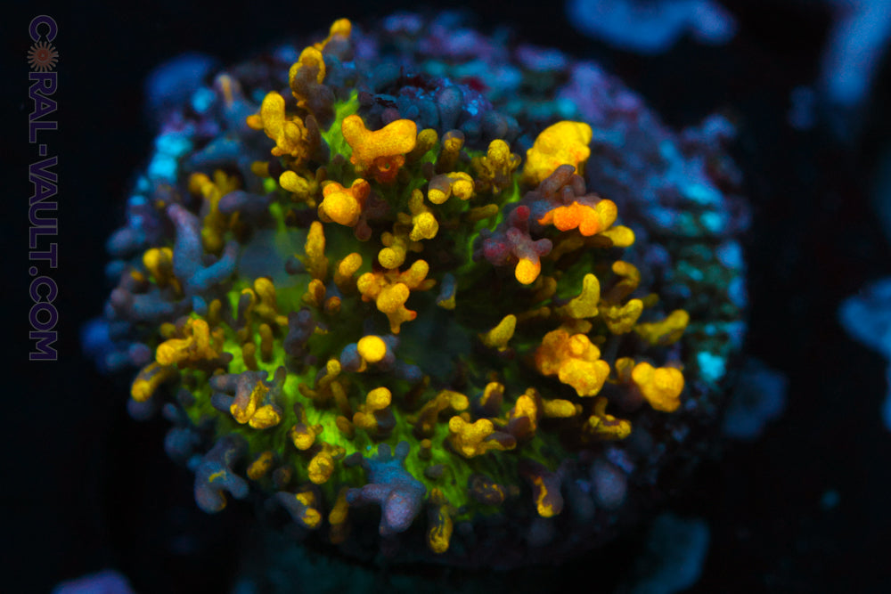 Magic Carpet Mushroom – Coral-Vault