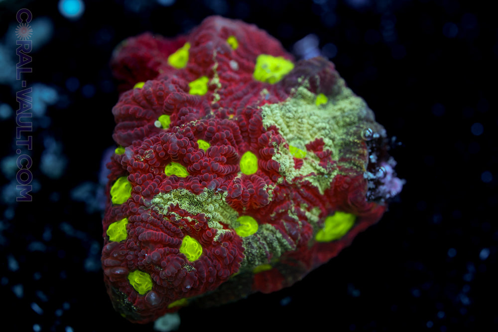 Splatter War Coral
