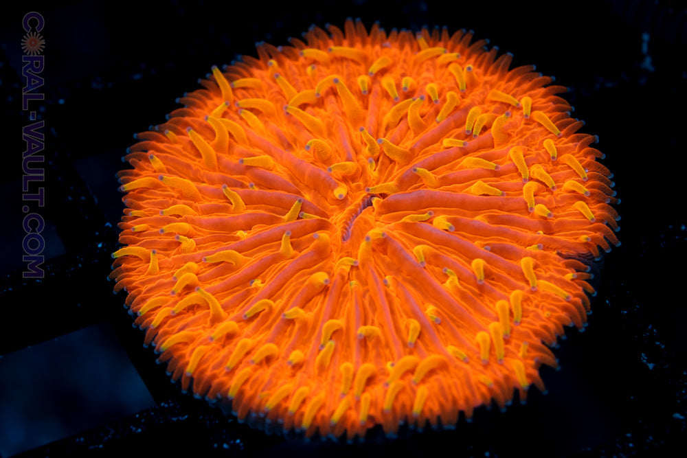 Yellow Tip Plate Coral