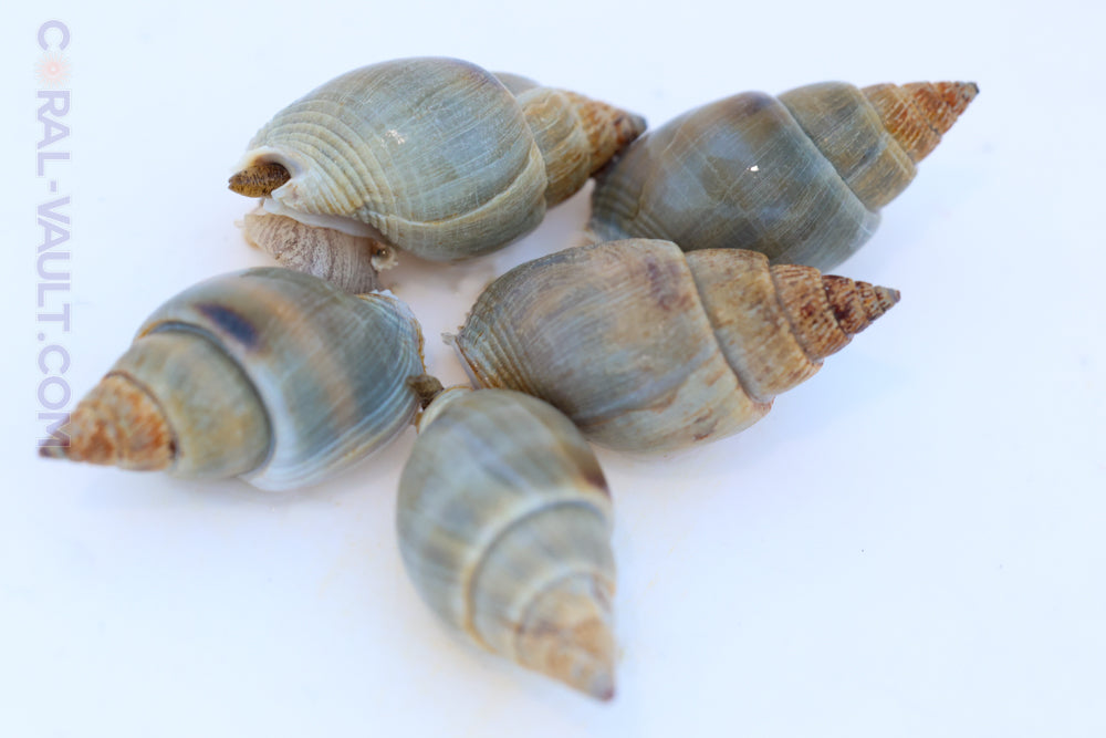 5 Zombie Sand Snails
