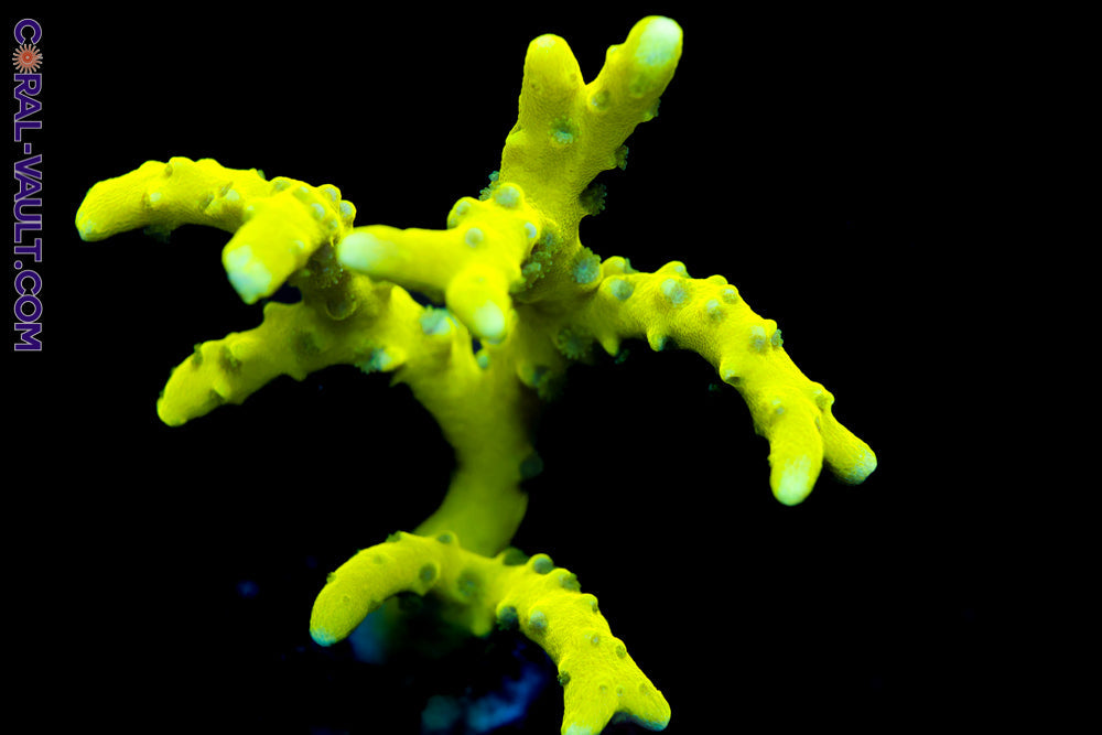 CB The Thing Anacropora