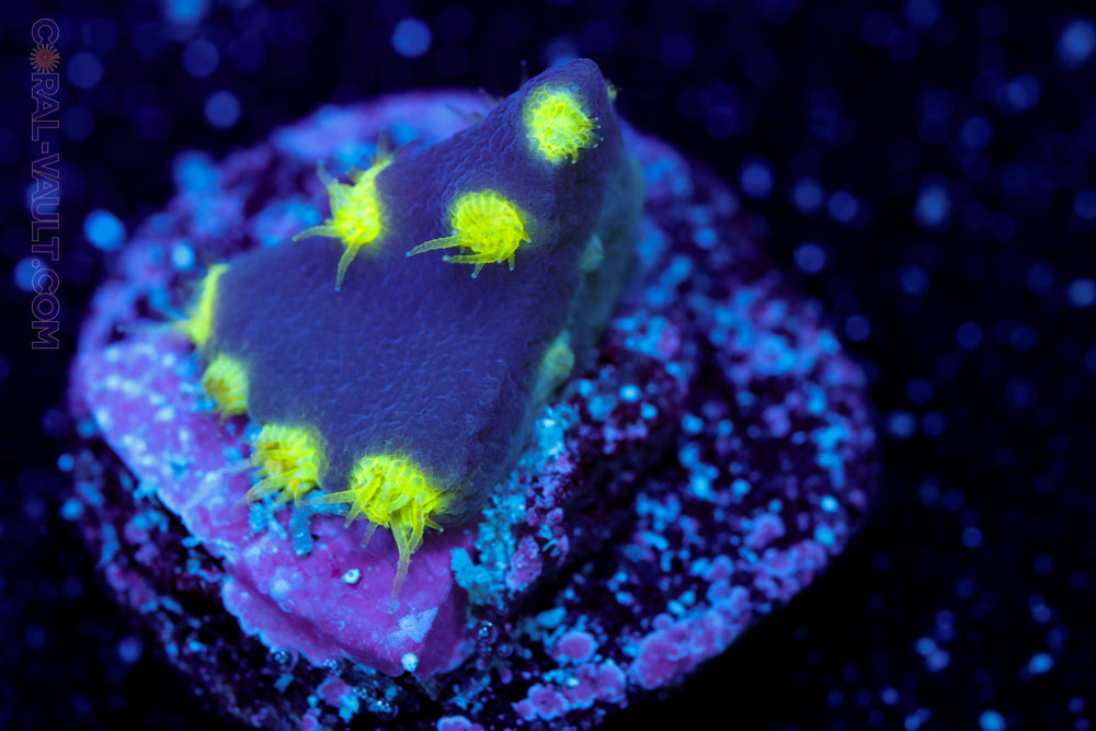 Neon Purple Scroll Coral
