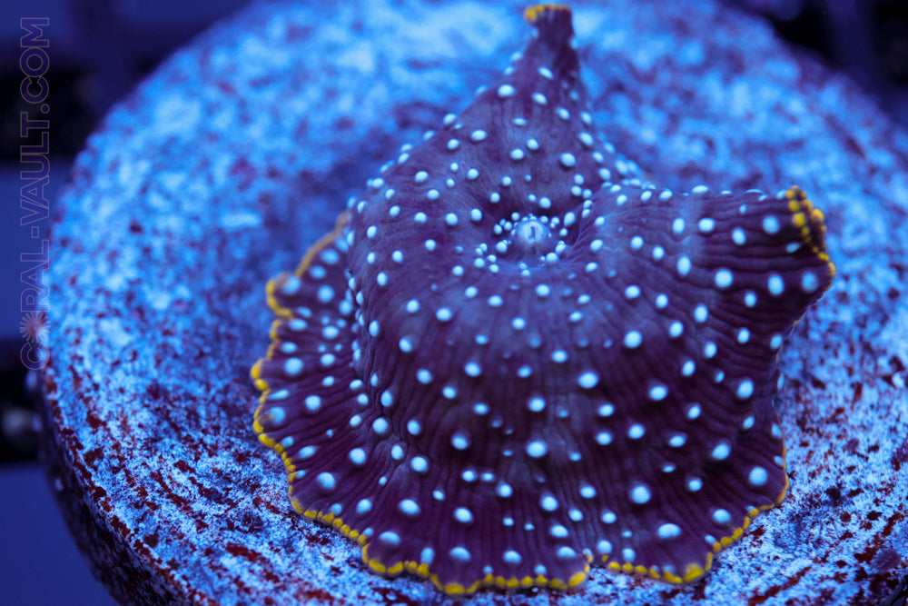 Blue Spotted Disco Mushroom