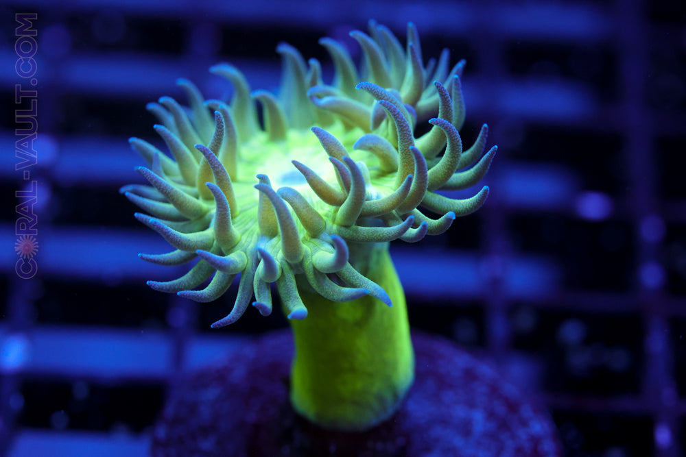 Toxic Trumpet Coral