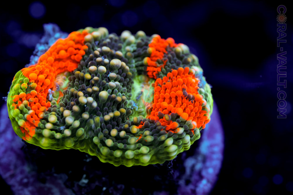 Rainbow Echinata Coral