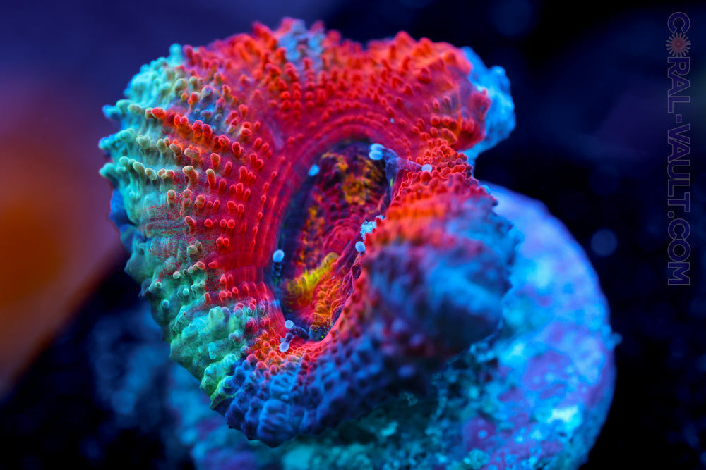 Grafted Rainbow Acan