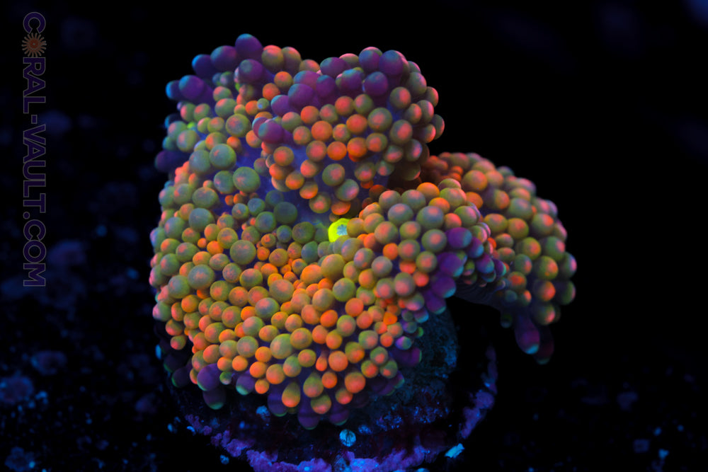 Rainbow Ricordea Mushroom