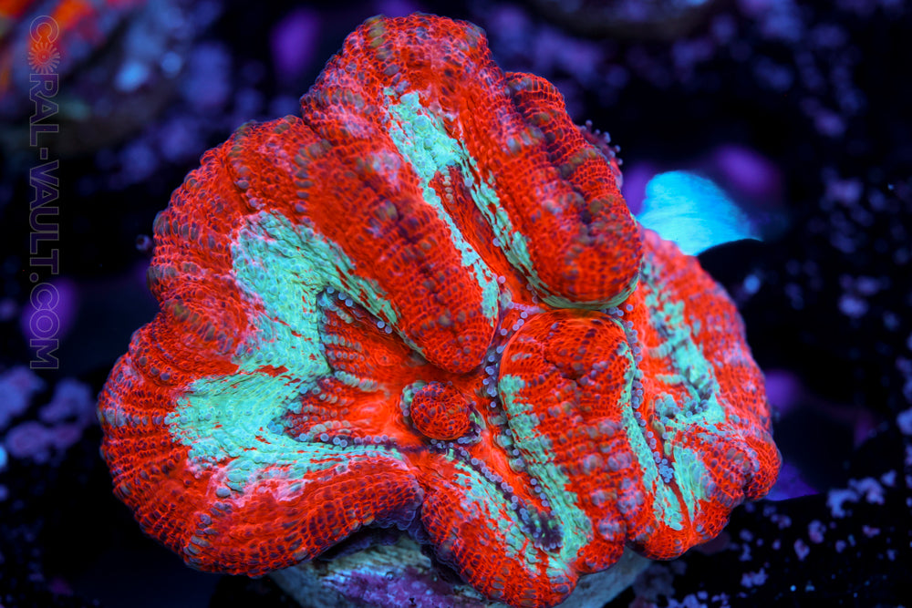 Hawaiian Wilsoni Coral