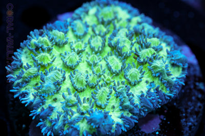 Hydnophora Coral