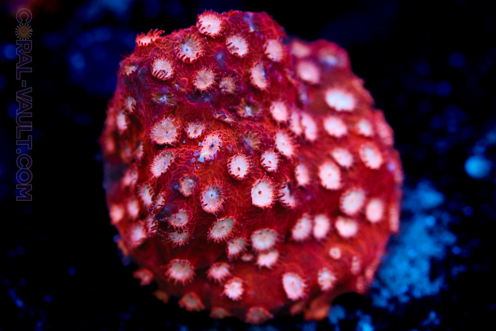 Strawberry Cyphastrea